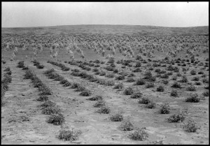 Beans and corn Sam Shing's farm 15 miles SW of Toreva Day School, October 1,1944.  HCPO.PH.2003.1.HA3.2