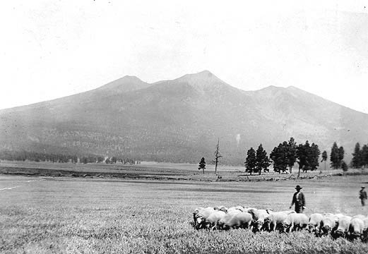 The homestead is a wide vista of sparsely treed, unfenced grassland set against a mountain backdrop; homesteaders tend a thick flock of grazing sheep.