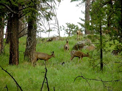 Deer at Radio Tower