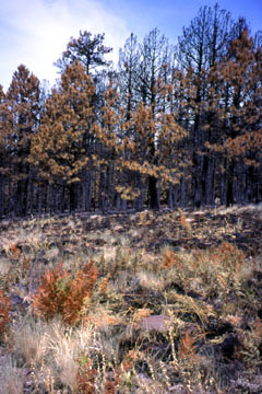 NAU.PH.2001.20.1.148 NAU.PH.2001.20.1.148