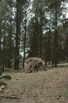 NAU.PH.2001.20.1.191
