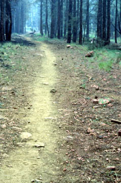 NAU.PH.2001.20.1.43