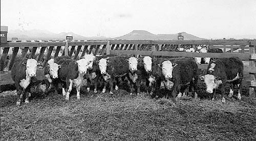The cattle are well fed.