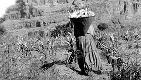 [NAU.PH.96.3.25.83] Supai woman and Burden Basket, circa  1915.