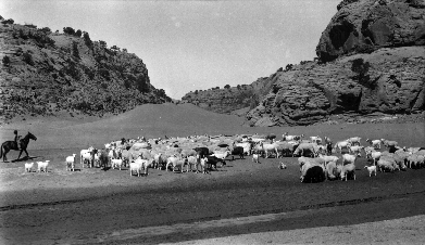 A Navajo boy on a horse herds a flock of roughly 100 grazing sheep on the reservation. Rocky mesas surround the scene.