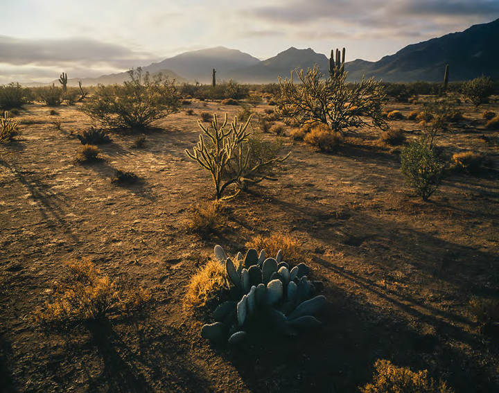 This image shows various cacti - saguaros, prickly pear, cholla - and other plants in the Harquahala Mountains range in Maricopa County, Arizona, with dramatic shadows and fading sun.