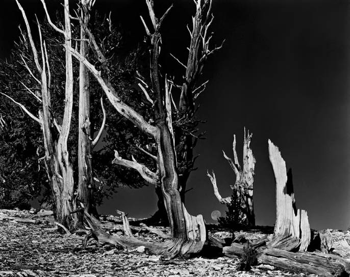 This image shows bristlecone pines in the Patriarch Grove in Inyo National Forest, White Mountains, California.