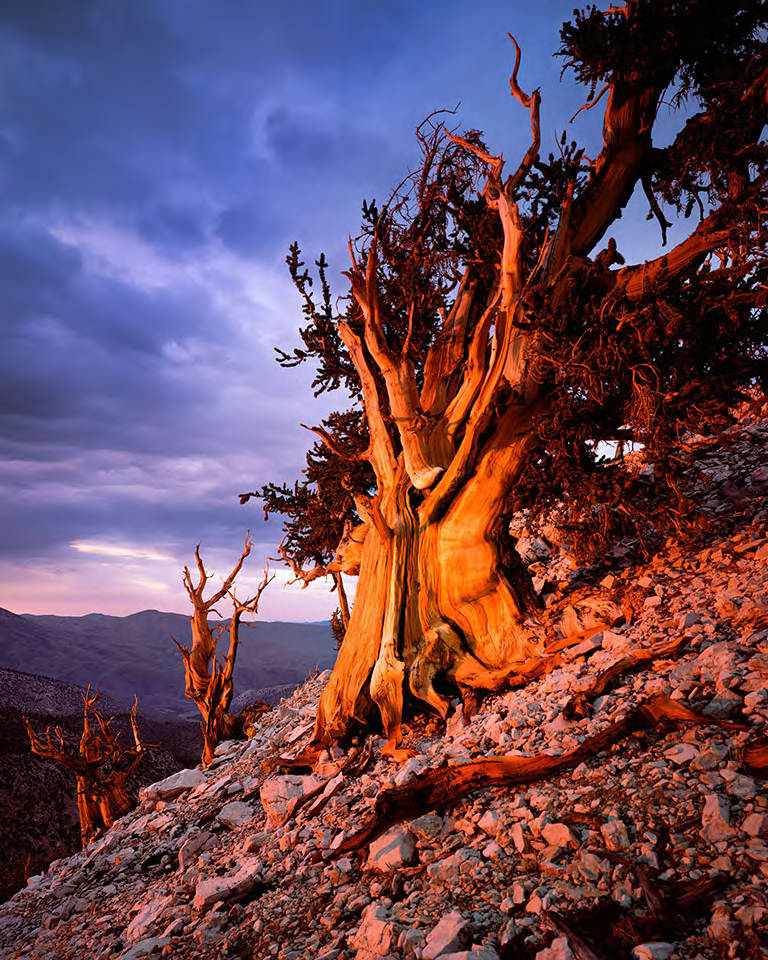 	
This image shows bristlecone pines in the Shulman Grove, near the Ancient Bristlecone Pine Forest Visitor Center outside Bishop, California.